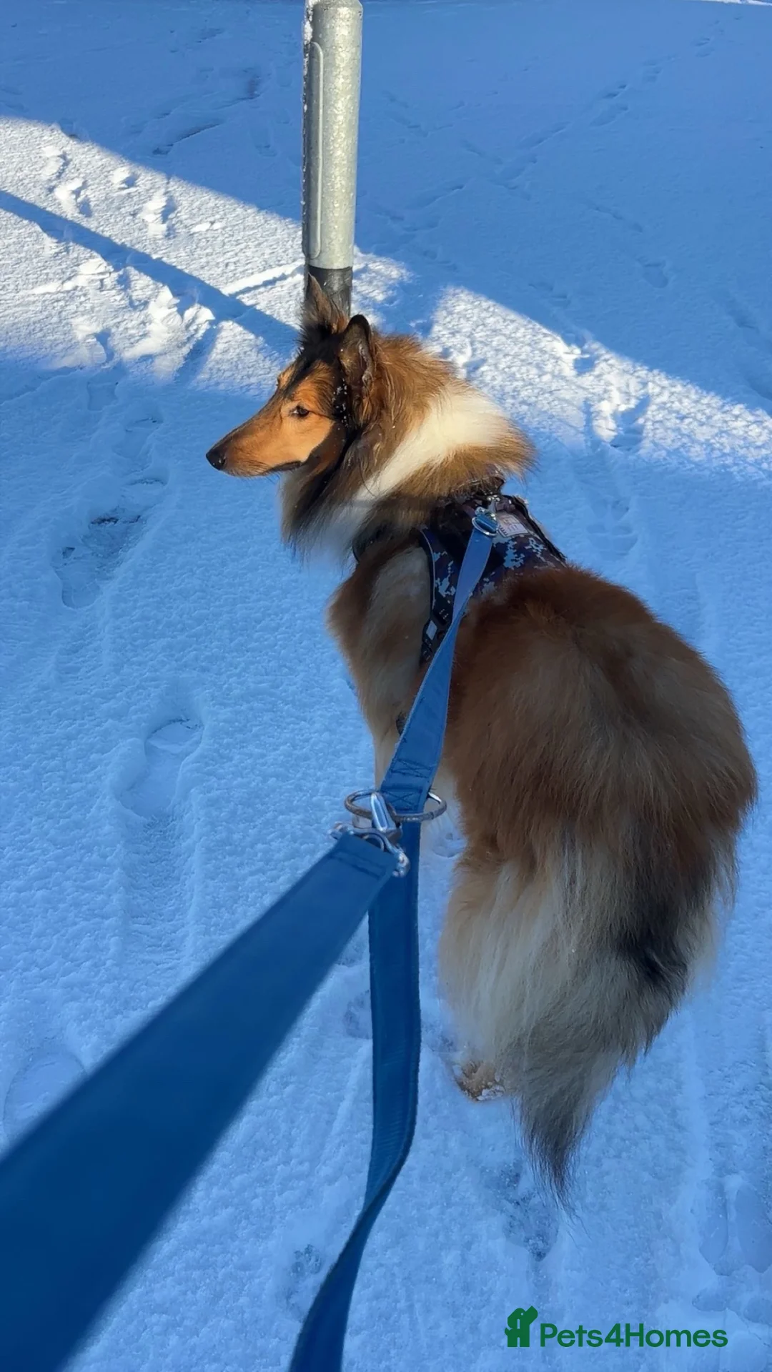 Rough Collie dogs for sale: Beautiful rough collie boy in need of rehoming ❤️ - Advert 2