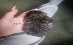 Maine Coon cats for sale: Maine Coon mix kittens - Image 4