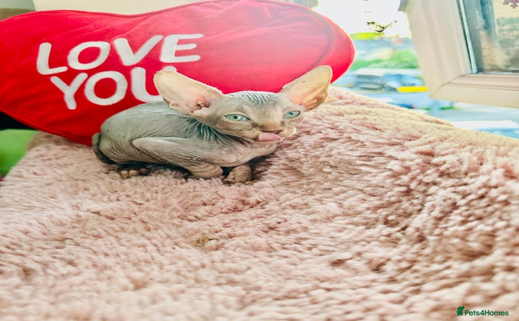 Sphynx cats - Advert 15