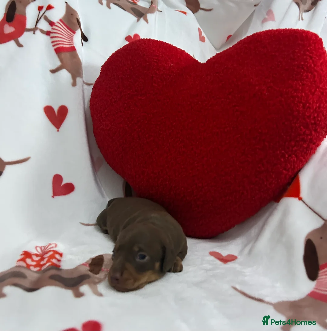 Miniature Dachshund dogs for sale: KC Reg Miniature Smooth Dachshund  - Advert 5