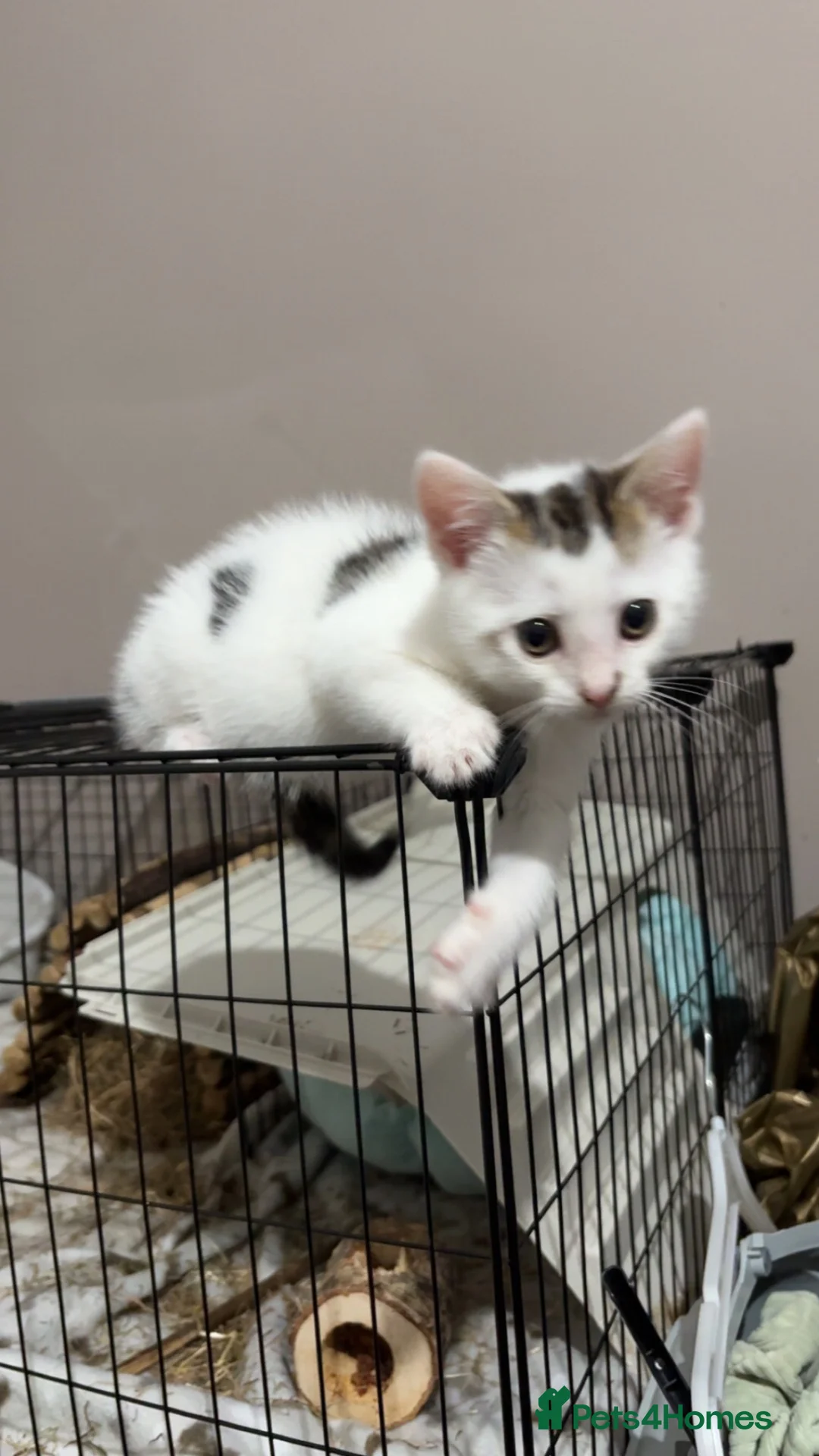 Mixed Breed cats for sale: Gaston - Advert 6