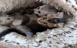 British Shorthair cats for sale: British Shorthair kittens - Image 13