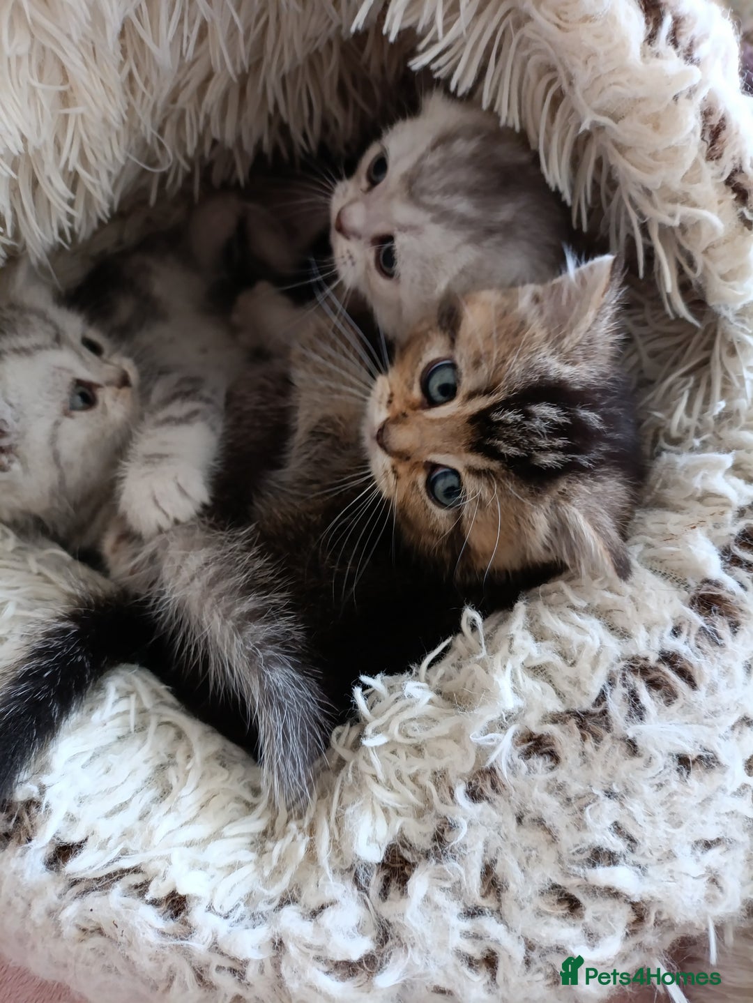 British Shorthair cats for sale: British Shorthair kittens - Image 13