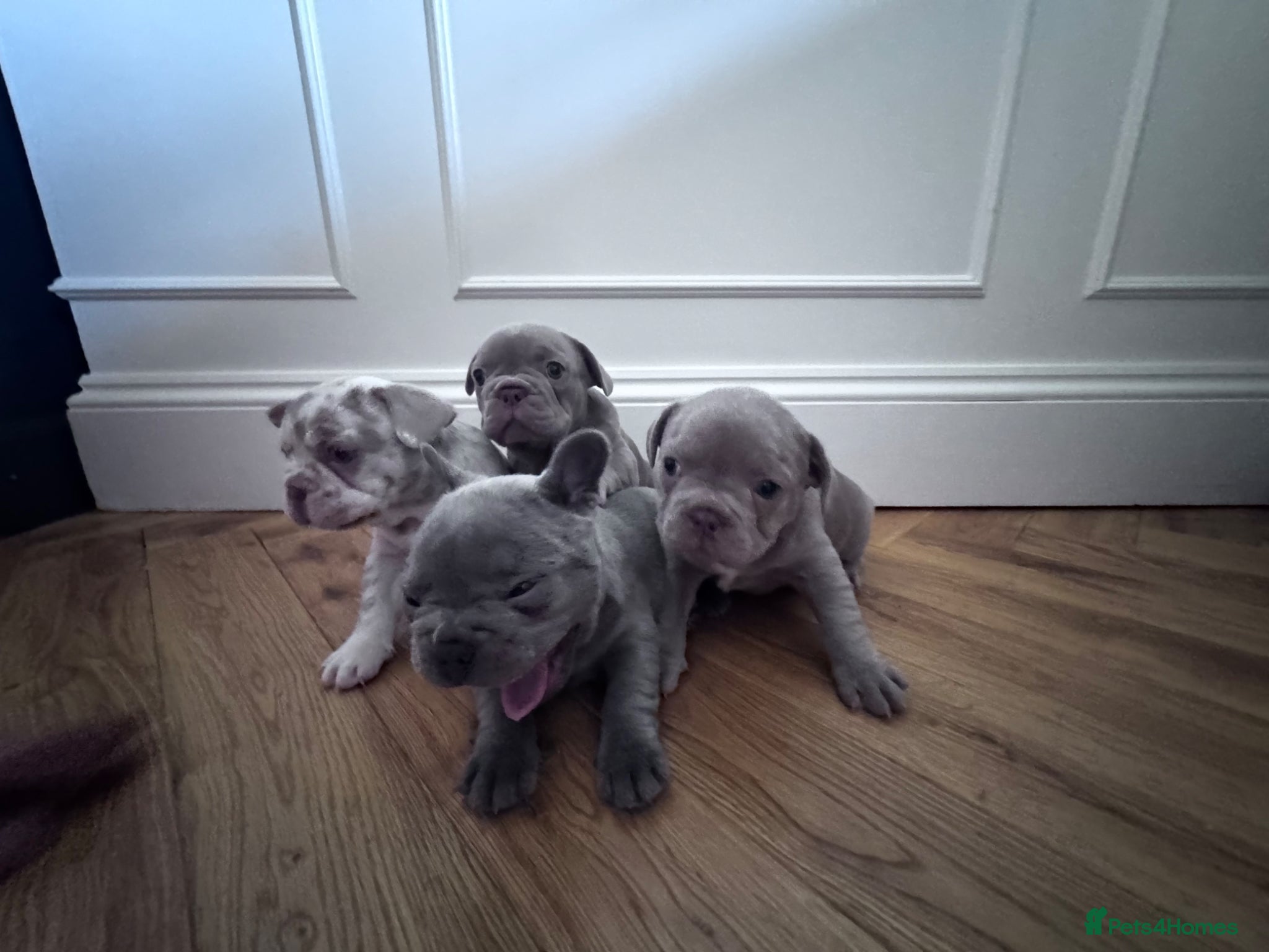 French Bulldog dogs Fabulous Family Friendly Frenchies For Sale - Advert 1