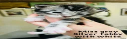 Maine Coon cats for sale: Stunning pedigree Maine coon kittens TICA - Advert 34