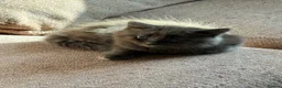 Mixed Breed cats for sale: Adorable tabby and grey kittens - Advert 9