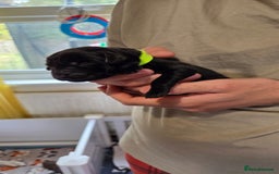 Labrador Retriever dogs for sale: Beautiful pedigree labrador puppies  - Image 15