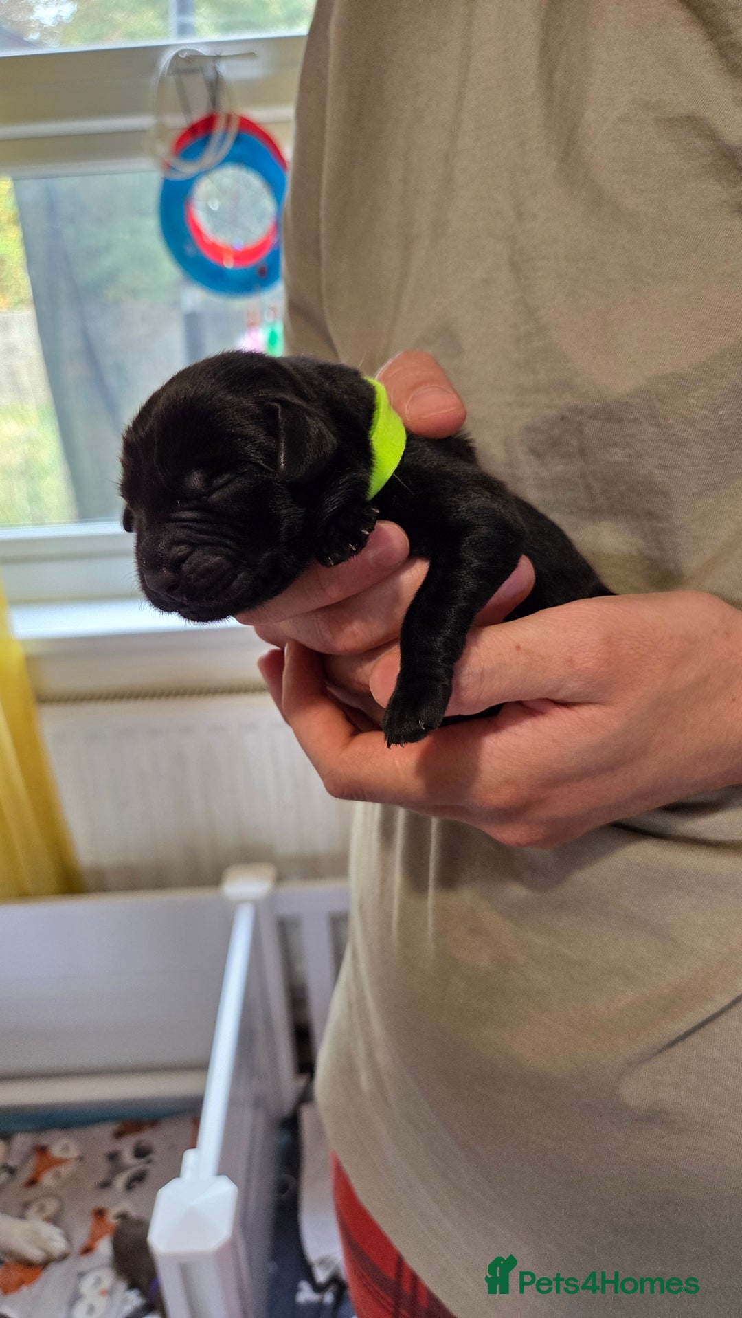 Labrador Retriever dogs for sale: Beautiful pedigree labrador puppies  - Image 15