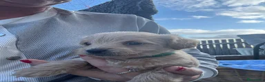 Maltipoo 4