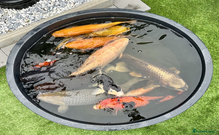 Koi Carp fish - Advert 1