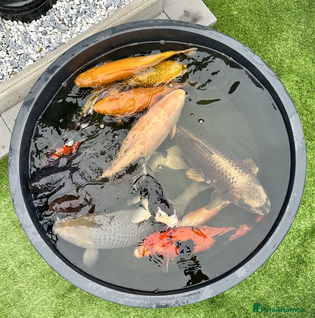 Koi Carp fish for sale: Pond Clearance - Image 1