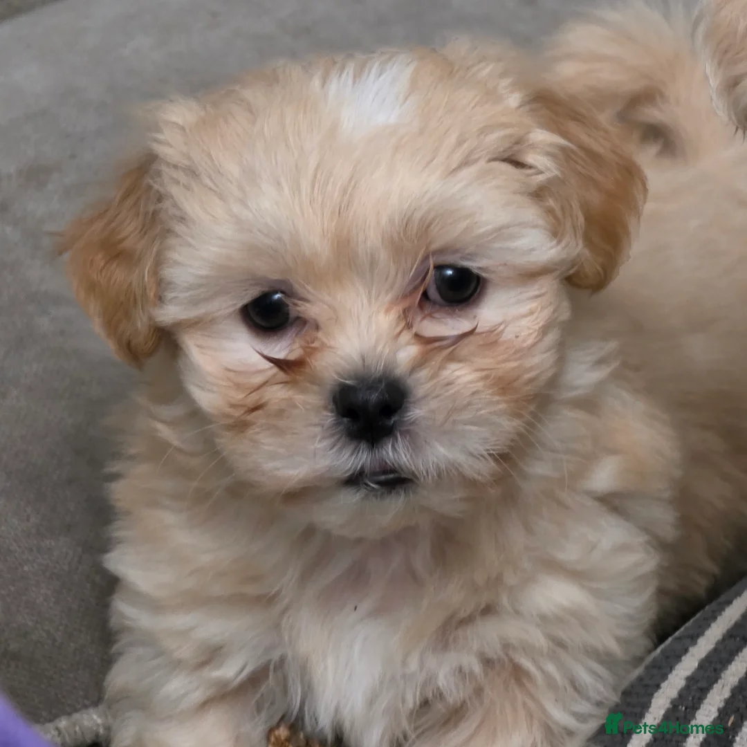 Malshi dogs for sale: 4 Stunning Malshi Puppies for sale  - Advert 2