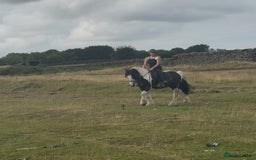 Irish Cob horses for sale: 14hh 6 year old gelding cob - Image 18