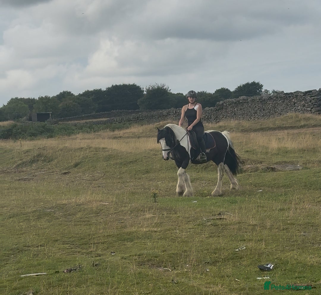 Irish Cob horses for sale: 14hh 6 year old gelding cob - Image 18