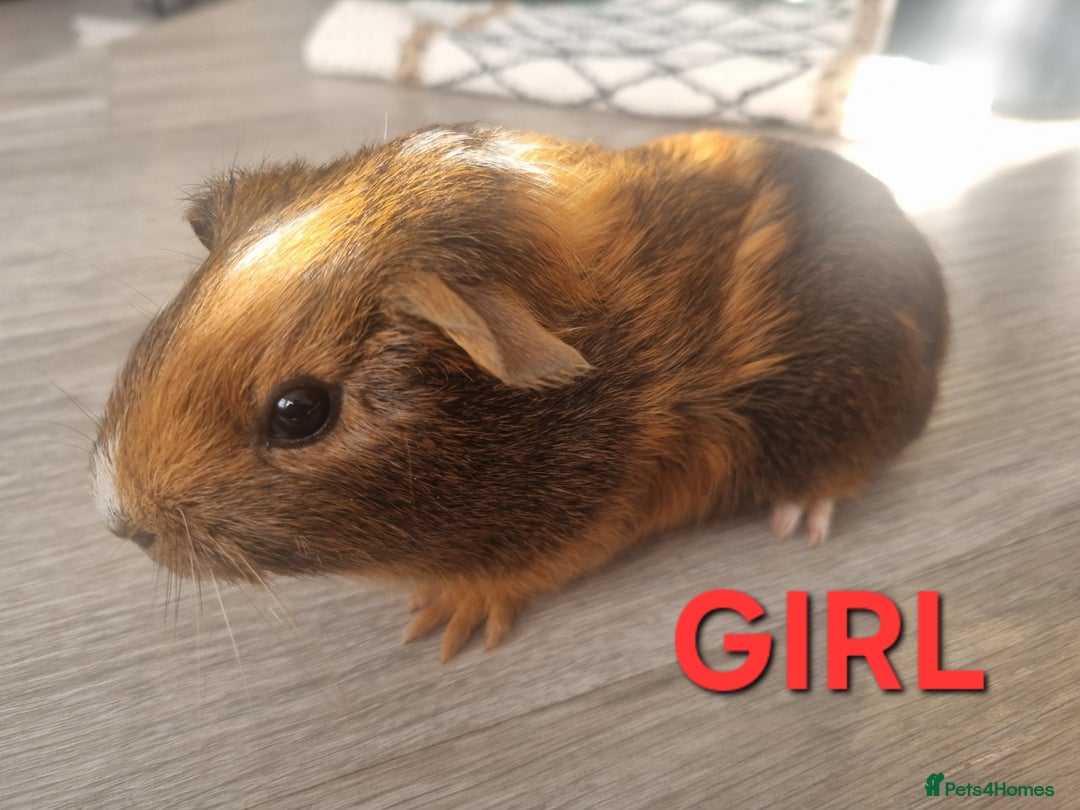 Guinea Pig rodents for sale: Guinea pigs for sale £25 each  - Image 7