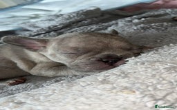 French Bulldog dogs for sale: Tri-colour Blue Merle Frenchie pups - Image 11