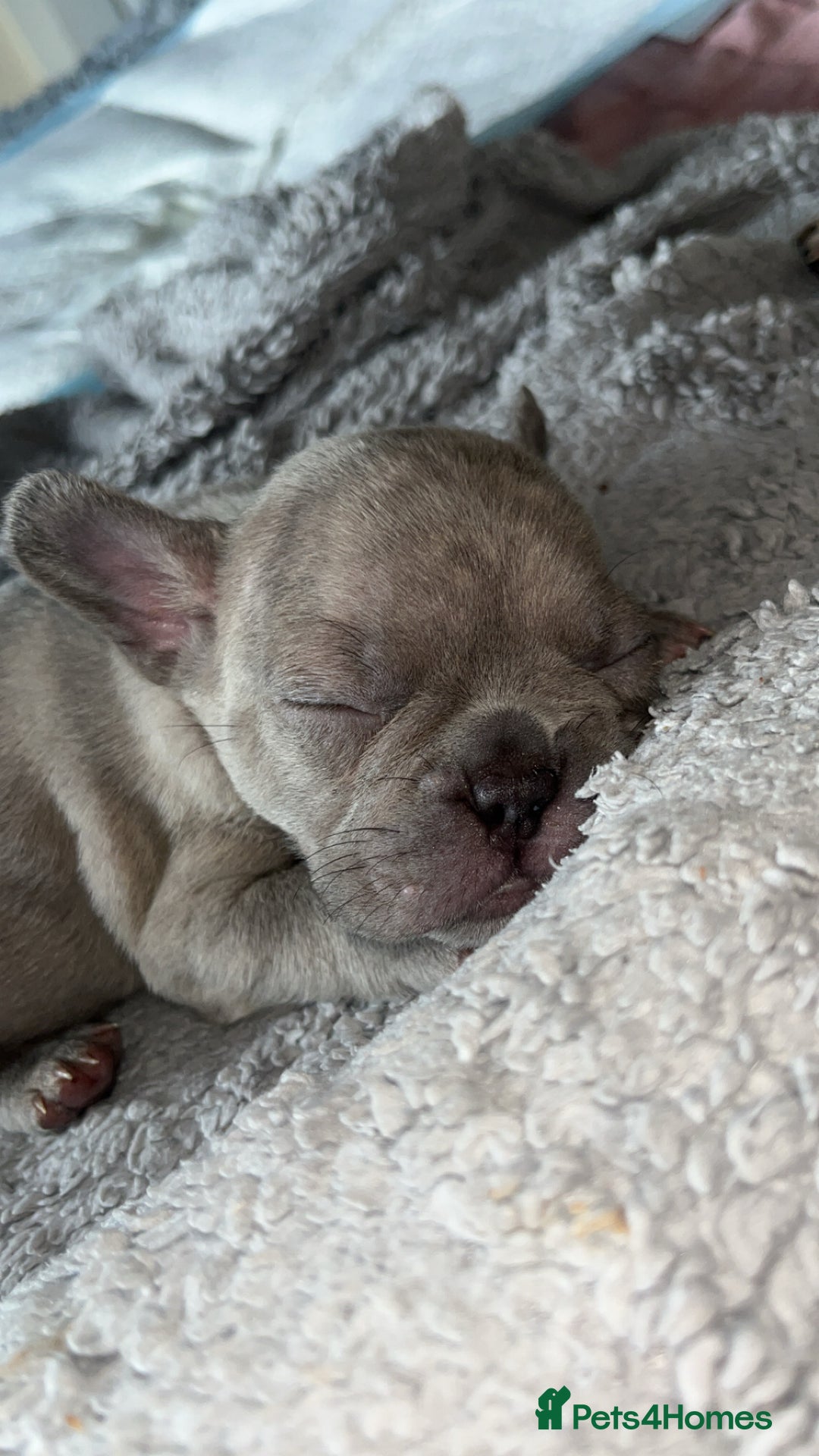 French Bulldog dogs for sale: Tri-colour Blue Merle Frenchie pups - Image 11