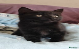 Mixed Breed cats for sale: Two beautiful kittens are looking for home  - Image 3