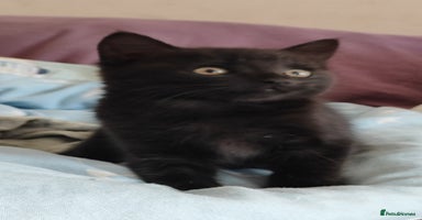 Mixed Breed cats - Advert 8