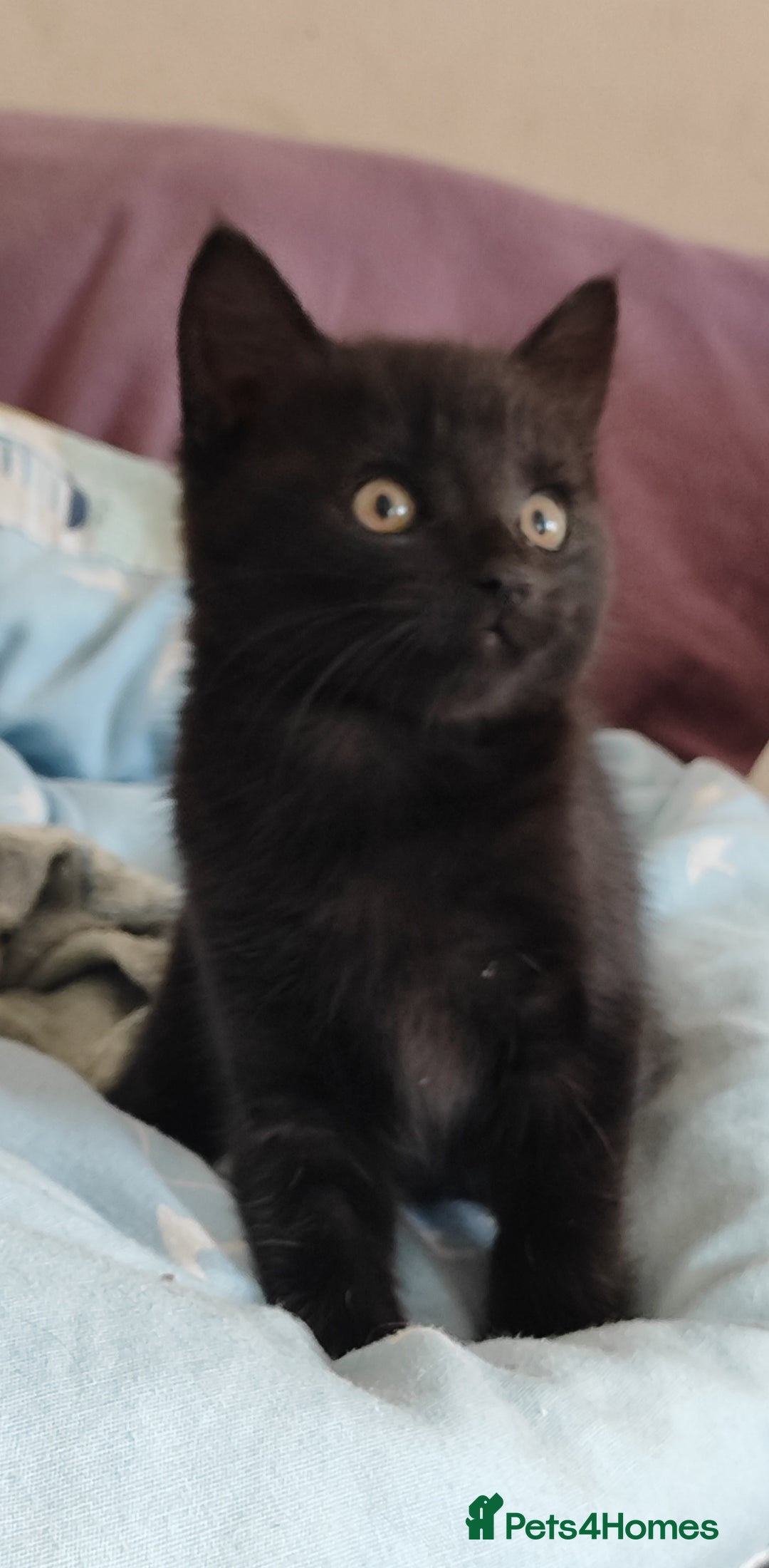Mixed Breed cats for sale: Two beautiful kittens are looking for home  - Image 3