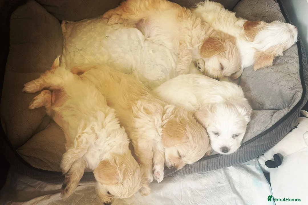 Mixed Breed dogs for sale: Bichon Frisee/Maltese.  - Advert 4