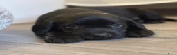 Labrador Retriever dogs for sale: Stunning Pedigree Black Labrador Puppies - Advert 9