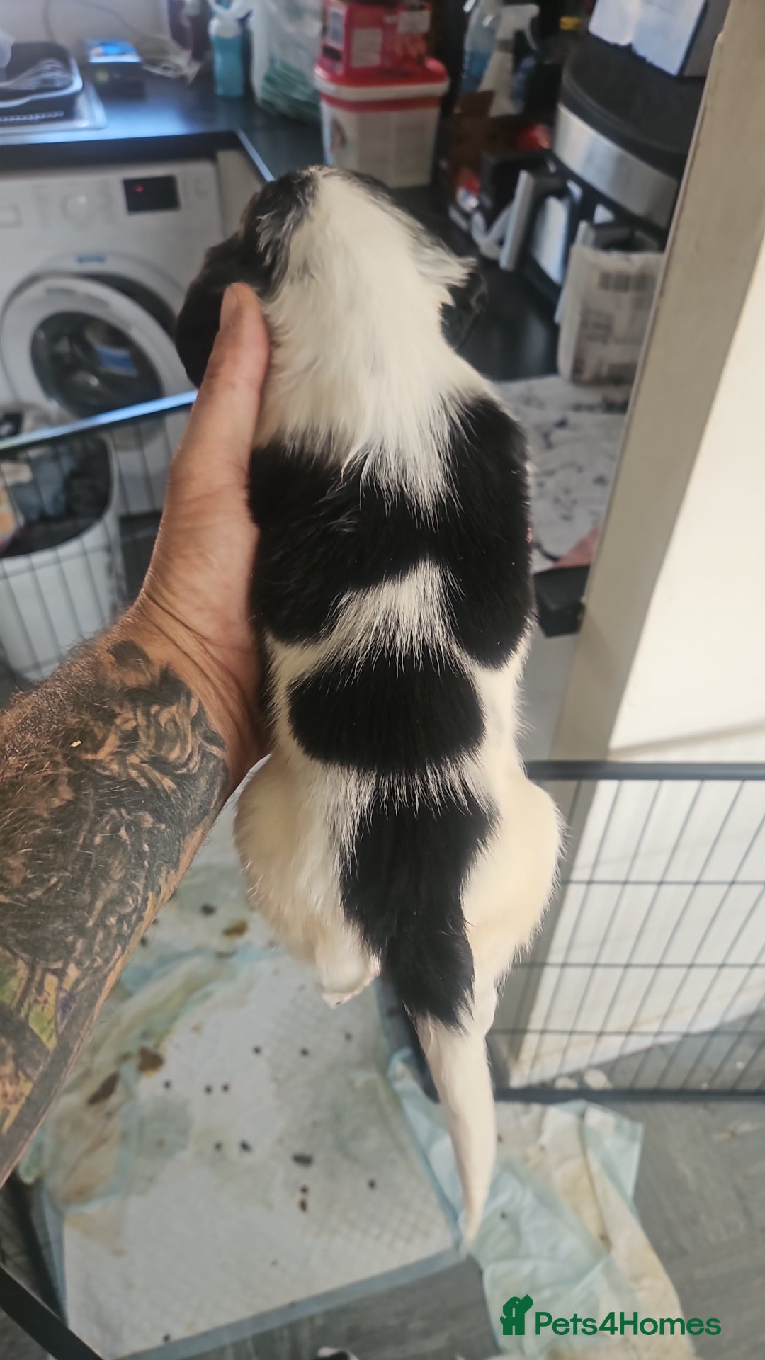 English Springer Spaniel dogs for sale: Springer spaniel puppy's  - Image 5