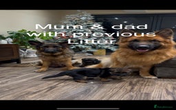 German Shepherd dogs for sale: Beautiful purebred German shepherd puppies - Image 34