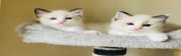Ragdoll cats for sale: Pure Stunning Ragdoll Kittens - Advert 14