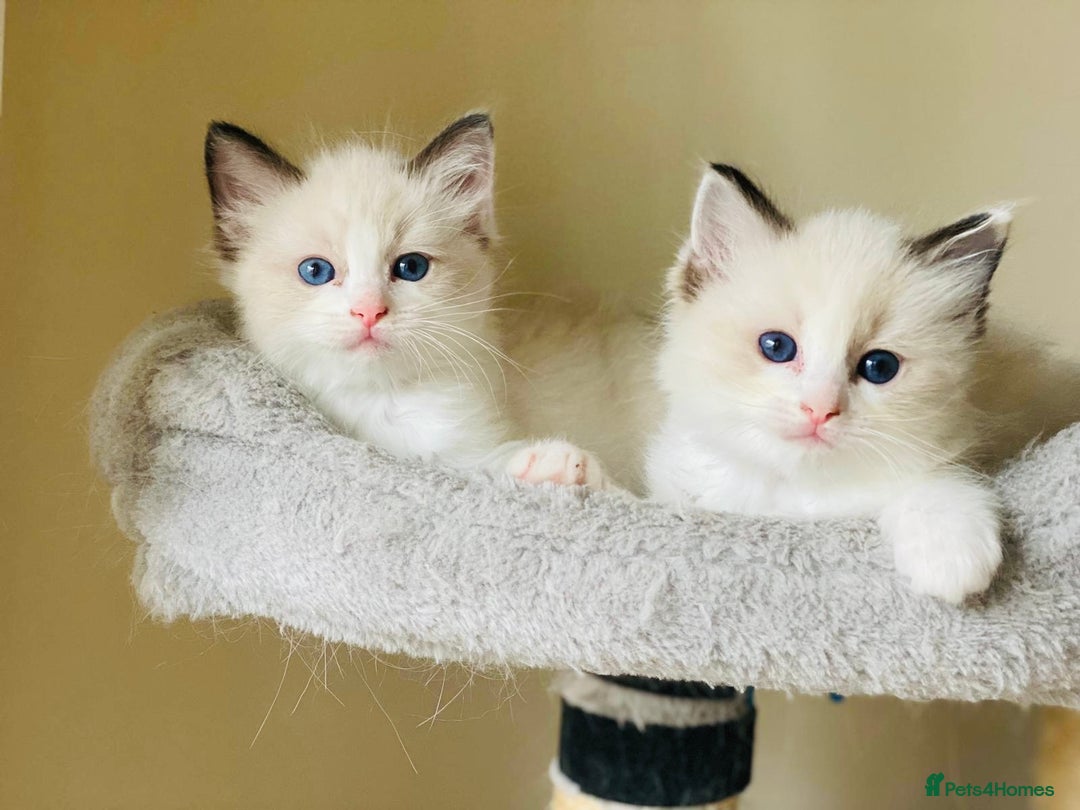 Ragdoll cats for sale: Pure Stunning Ragdoll Kittens - Advert 14