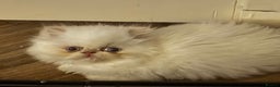 Persian cats for sale: Flame point twins - Advert 1