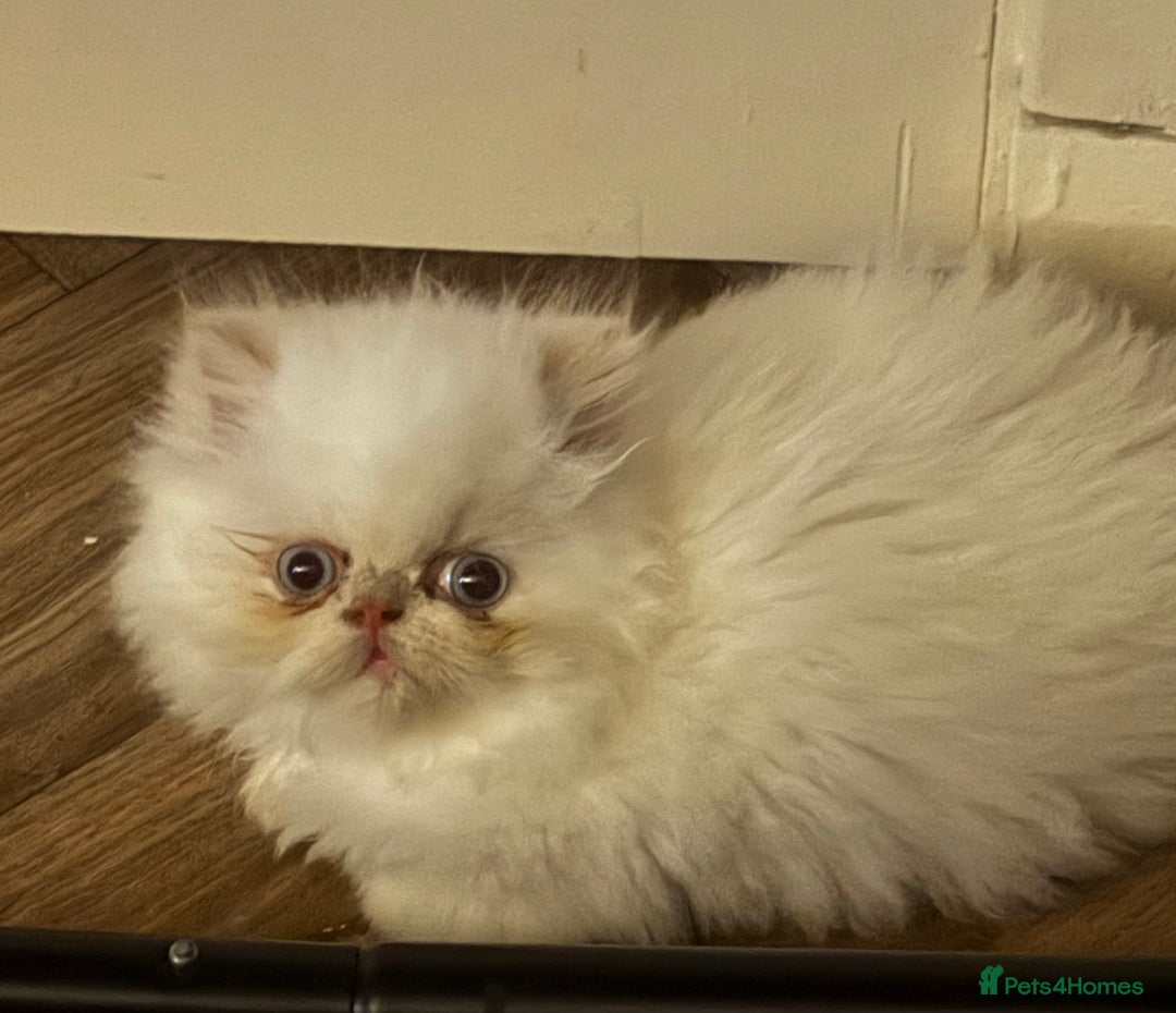 Persian cats for sale: Flame point twins - Advert 1