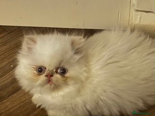 Persian cats Flame point twins - Advert 4