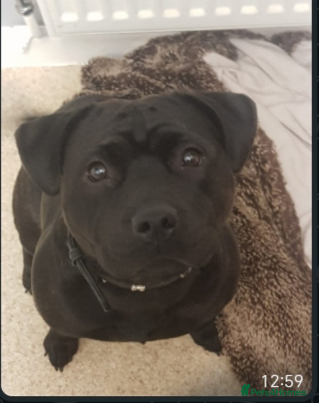 Staffordshire Bull Terrier dogs for sale: Staffy pups beautiful.. Girls avaliable  - Image 13