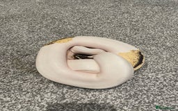 Python Snake reptiles for sale: Yellow Belly Pied Python - Image 4