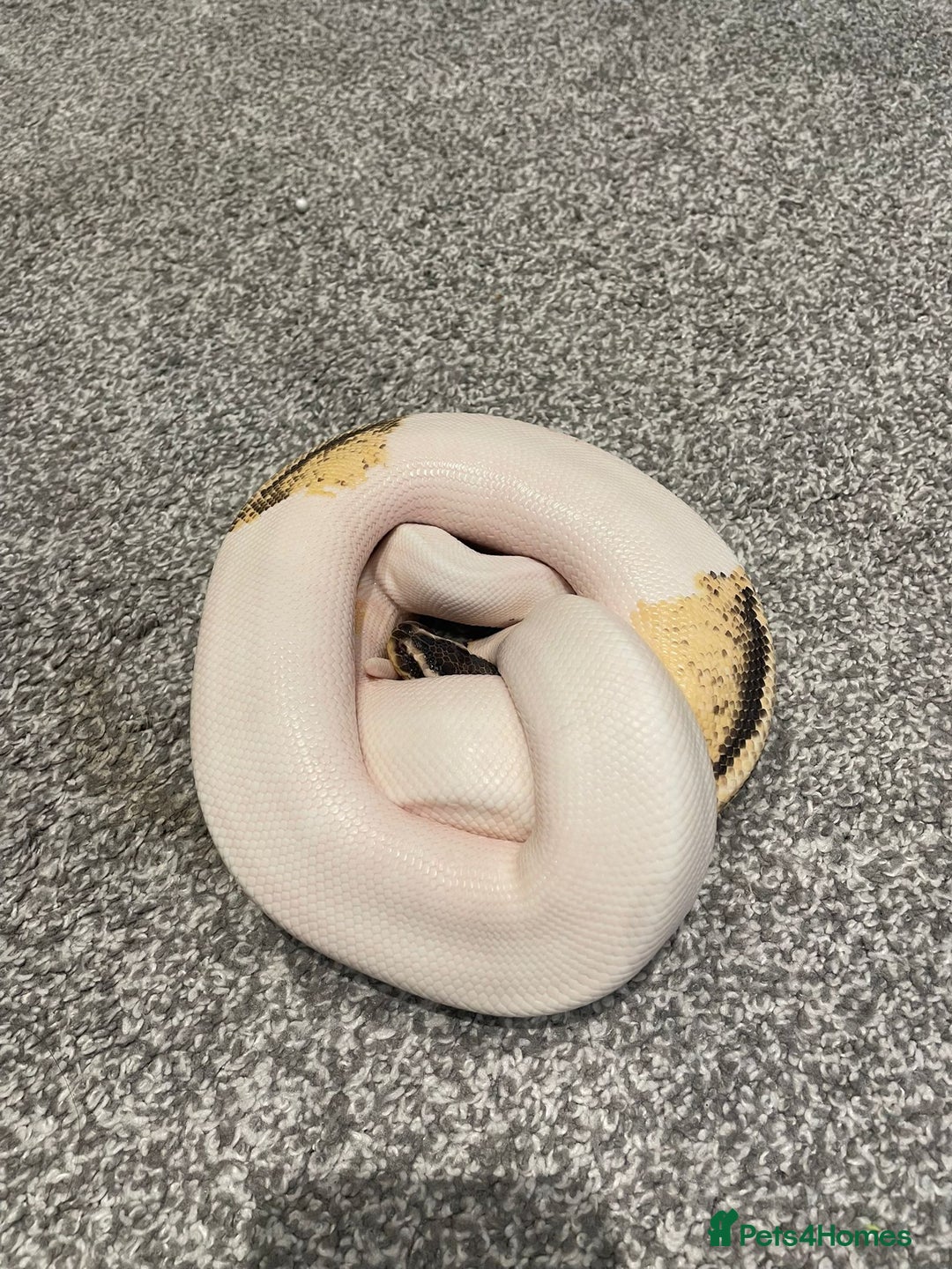 Python Snake reptiles for sale: Yellow Belly Pied Python - Image 4