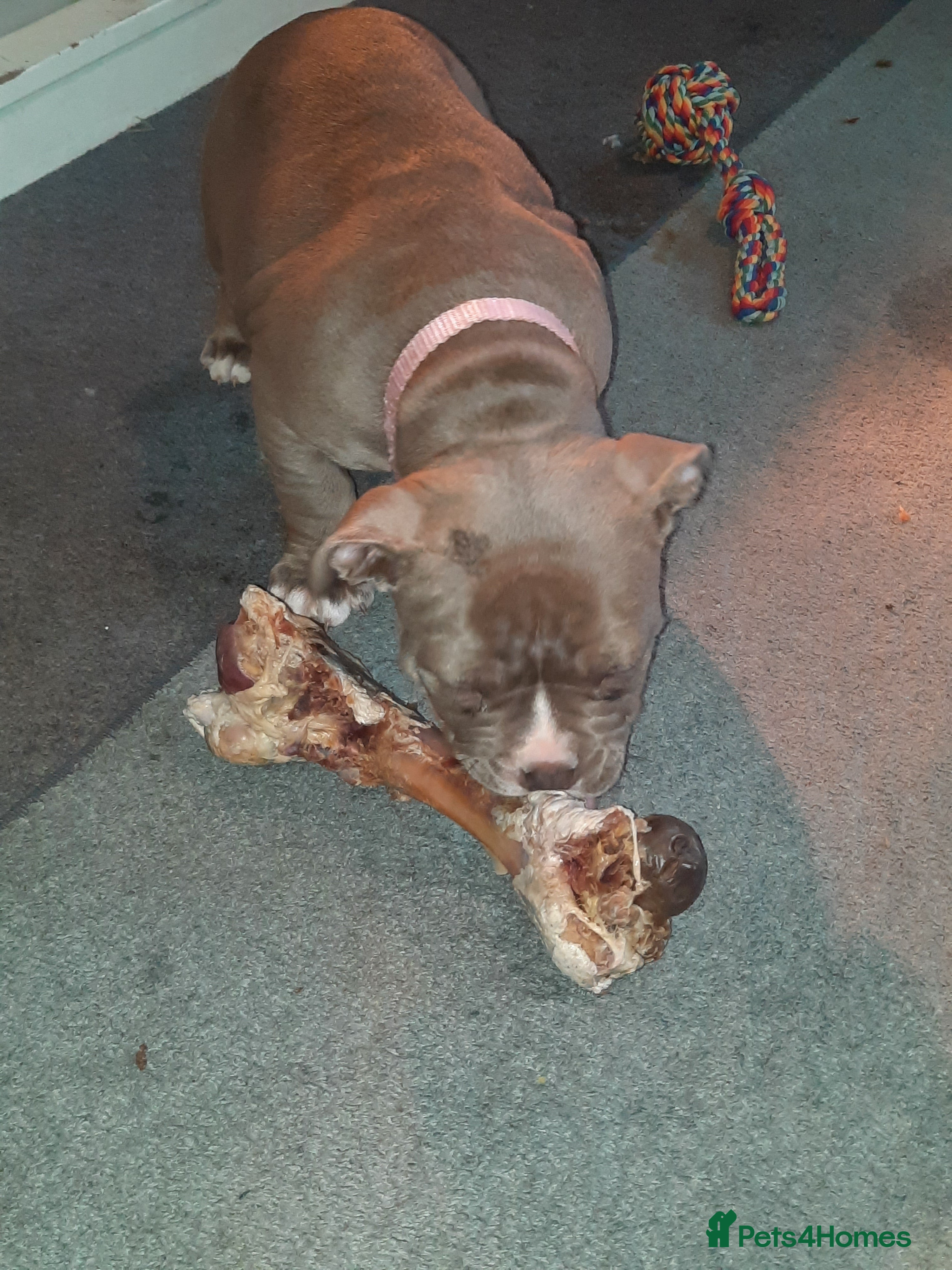 American Bully dogs for sale: Abkc reg platinum/champion pocket bullies - Advert 9