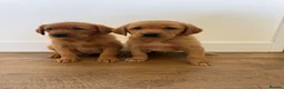 Goldador dogs for sale: Fantastic red goldador puppies  - Advert 9