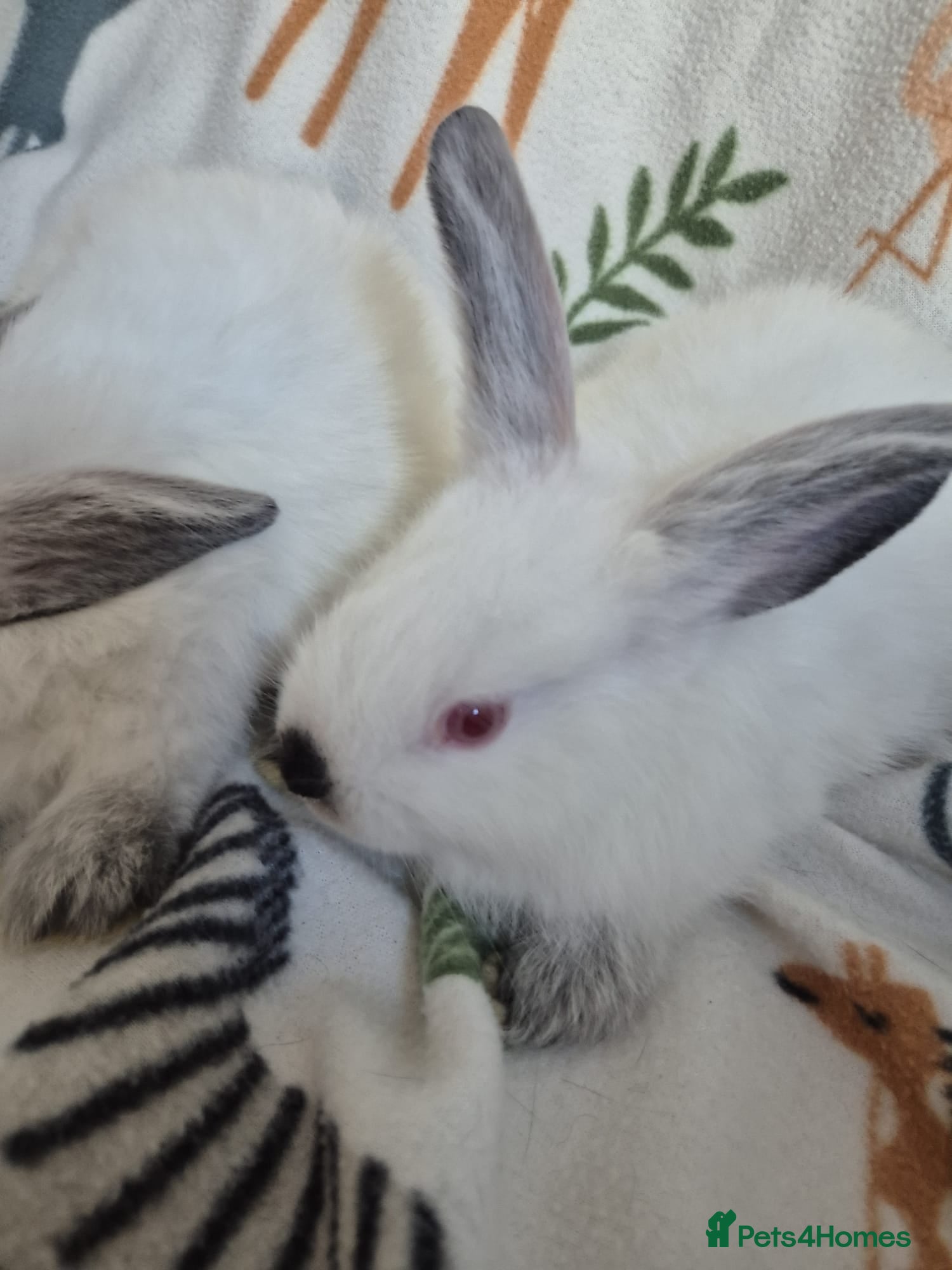 Californian rabbits for sale: Californian White Buck Kits - READY 18TH JUNE - Advert 6