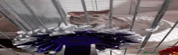 Oriental cats for sale: Supreme pedigree GCCF registered oriental kittens - Advert 9