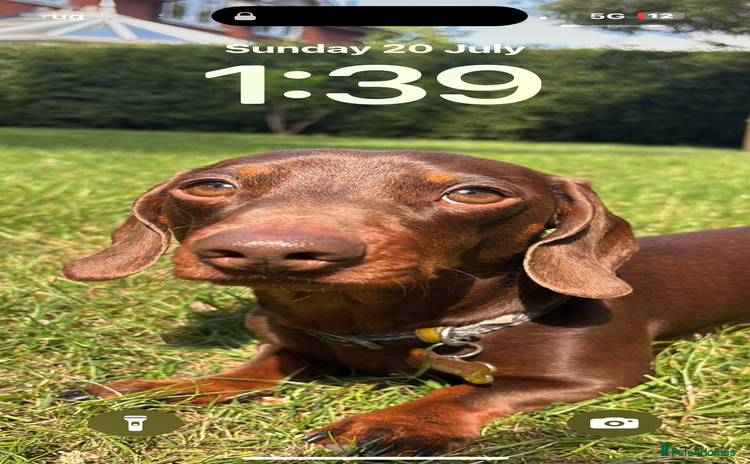 Miniature Dachshund dogs - Advert 1