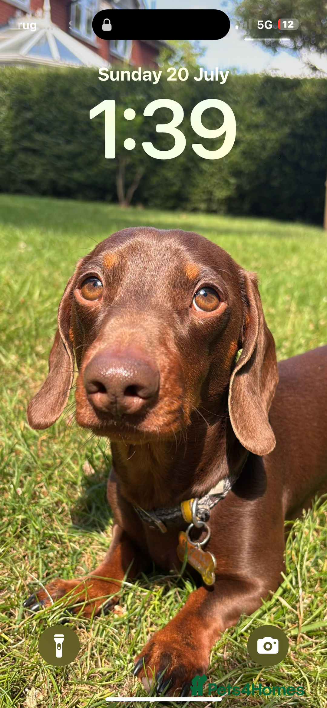 Miniature Dachshund dogs for stud: Miniature dachshund for stud - Image 1