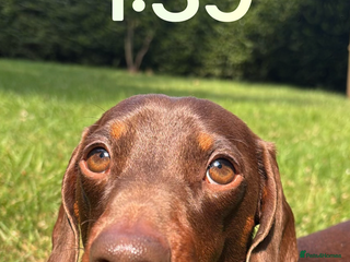 Miniature Dachshund dogs - Advert 9