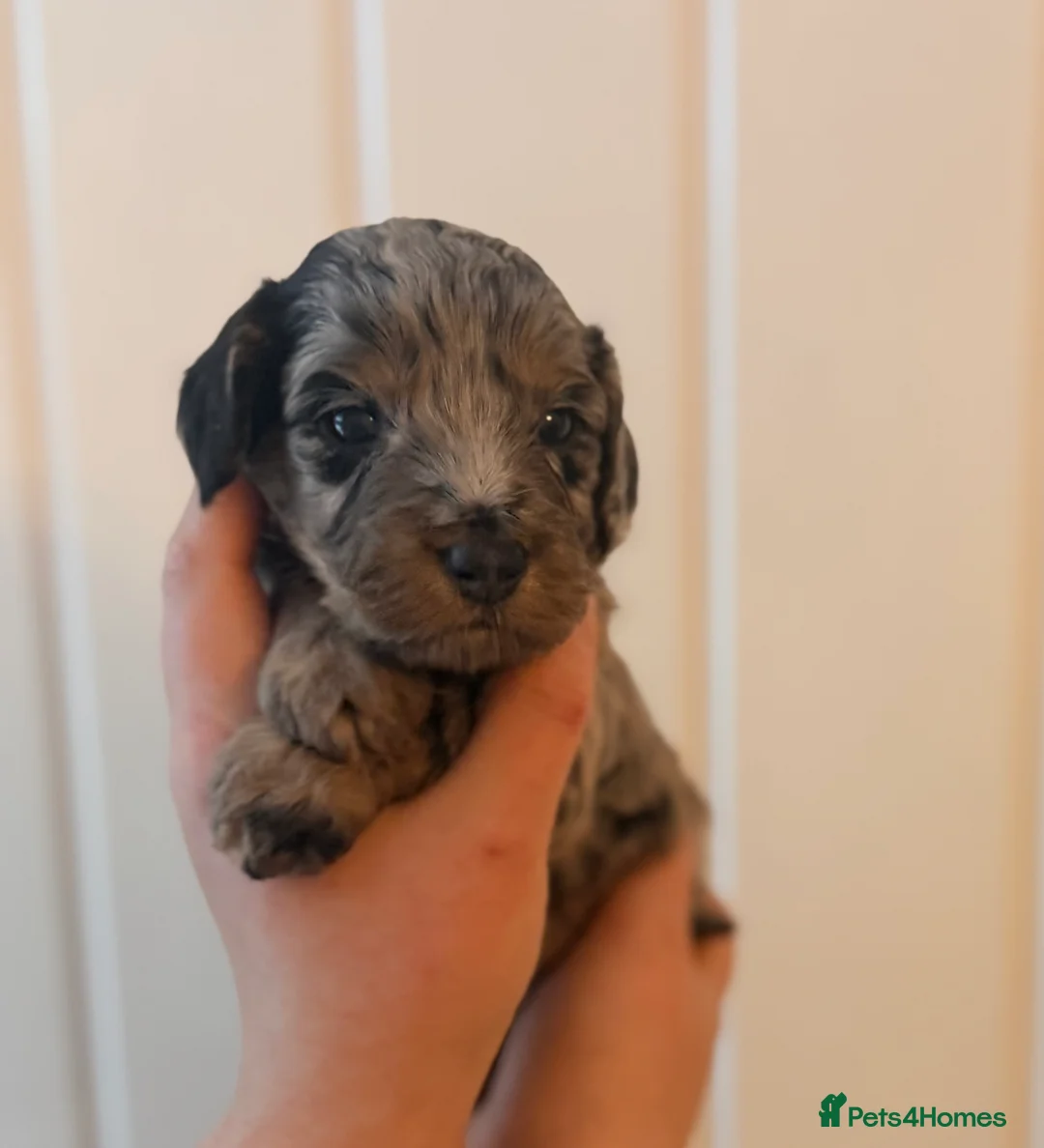 Cockapoo dogs for sale: LAST BOY REDUCED- Health Tested toy cockerpoos  - Advert 34