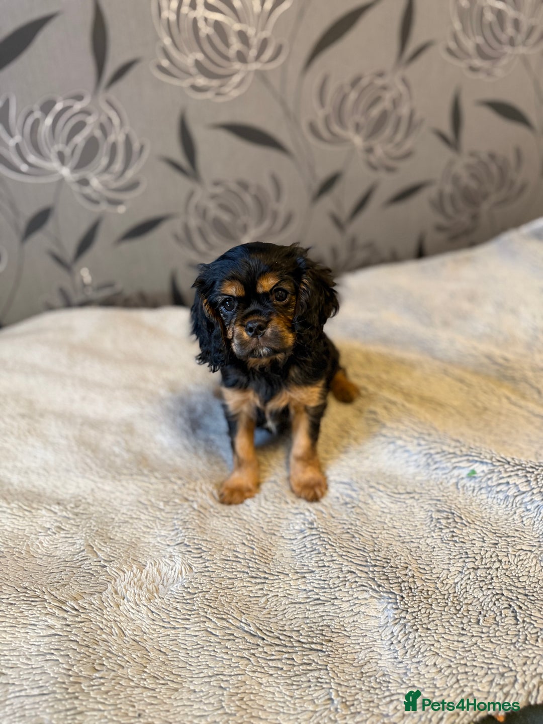 Cavalier King Charles Spaniel dogs for sale: Cavalier King Charles Spaniel - Advert 3