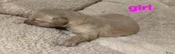 Golden Retriever dogs for sale: Golden retriever champion bloodline puppies. - Advert 34