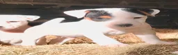 Jack Russell dogs for sale: Jack Russell Dog Pup in Machynlleth - Advert 1