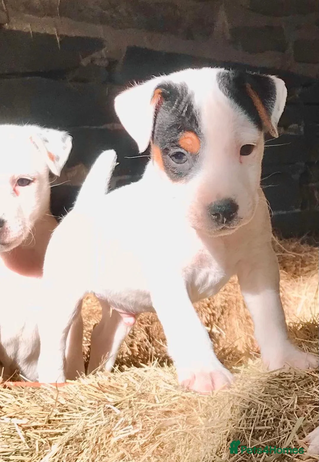 Jack Russell dogs for sale: Jack Russell Dog Pup in Machynlleth - Advert 1