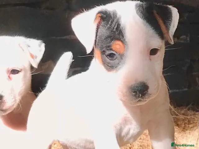 Jack Russell dogs for sale: Jack Russell Dog Pup - Advert 3