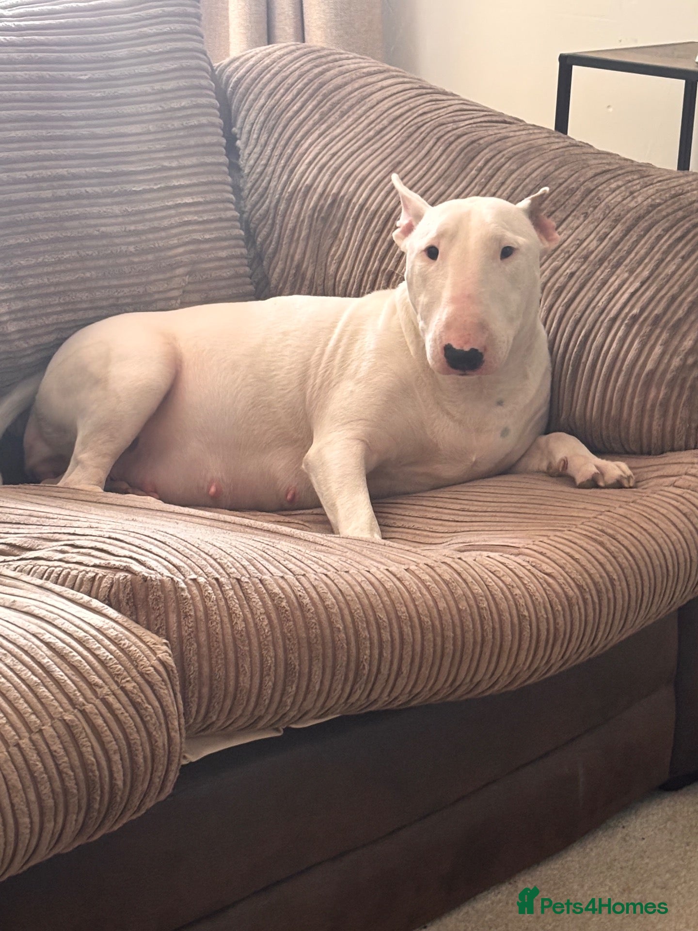 Mixed Breed dogs English bull terrier x Staffordshire bull terrier - Advert 1